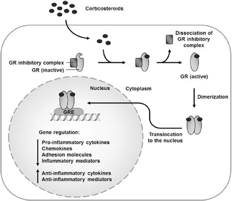 Mechanism of glucocorticoid signaling. GR, glucocorticoid receptor;... | Download Scientific Diagram