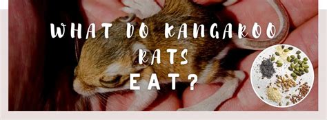 ᐅ What Do Kangaroo Rats Eat? | Understanding their Diet