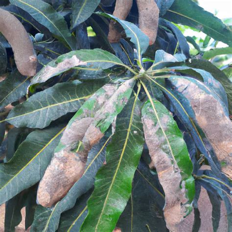 Mango Powdery Mildew Disease Management: Symptoms, Treatment, Chemical ...