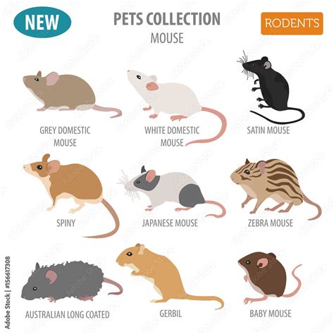 Mice breeds icon set flat style isolated on white. Mouse rodents collection. Create own ...