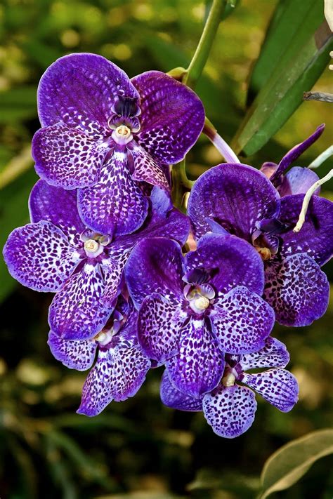 Orchid, Vanda, Exotic, Color, Flower, Plant, Tropical Purple Flowers Garden, Tropical Flowers ...