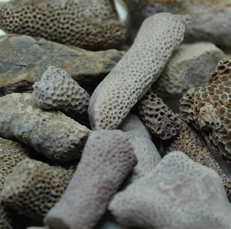 Bryozoan Branch Fossils - Albion Fire and Ice - UK Fossil Supply