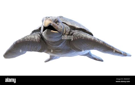 Archelon prehistoric turtle, illustration Stock Photo - Alamy