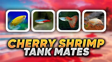 6 Perfect Cherry Shrimp Tank Mates I Keep With My Shrimp! - YouTube