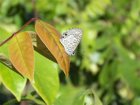 I likE plants!: South Florida Butterflies
