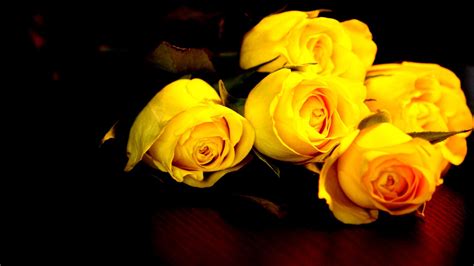 Yellow Roses Background - Wallpaper, High Definition, High Quality, Widescreen