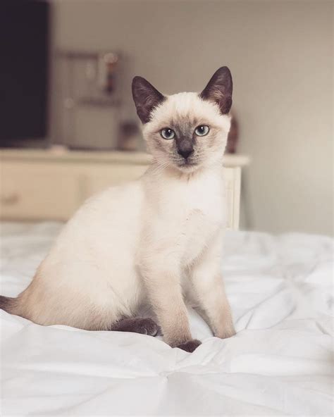 7 Mysteriously Beautiful Siamese Cats and Kittens | Siamese cats ...