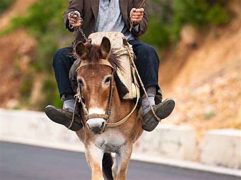 680+ Man Riding On A Donkey Stock Photos, Pictures & Royalty-Free Images - iStock