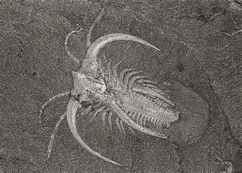 The Cambrian explosion | Evolution | Some thoughts on ecology, evolution and economics