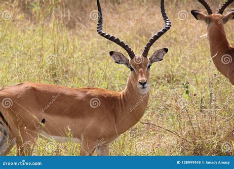 Animals at Ruaha National Park Stock Photo - Image of love, animals: 158999948