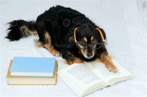 a dog wearing glasses and reading a book 35671789 Stock Photo at Vecteezy