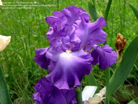 PlantFiles Pictures: Tall Bearded Iris 'Cherished Friendship' (Iris) by Wandasflowers