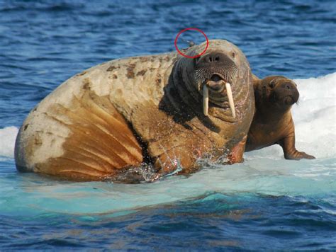 An adult female walrus re-sighted 23 August 2007 in the narrow strait... | Download Scientific ...