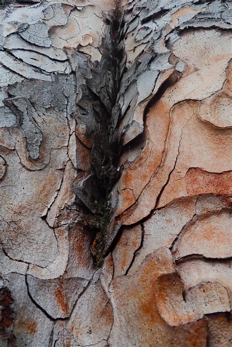 Pinus sylvestris (bark surface) | Pinus sylvestris (bark sur… | Flickr