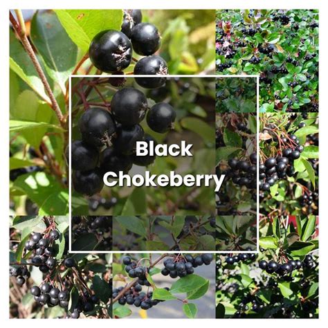 How to Grow Black Chokeberry - Plant Care & Tips | NorwichGardener