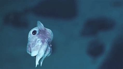 Dumbo Octopus GIFs - Find & Share on GIPHY