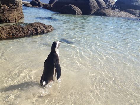 Up Close with Penguins at Boulders Beach | Non Stop Destination