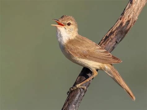 Willow Warbler Bird Facts (Phylloscopus trochilus) | Bird Fact