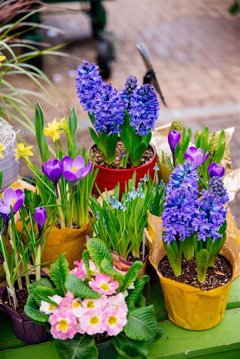 Potted Spring Bulbs