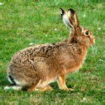 Irish Hare – A guide to Irelands protected habitats & species