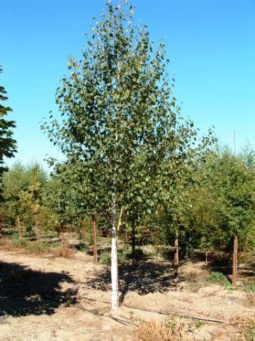 Himalayan Birch Tree Profile by Kuenzi Turf & Nursery