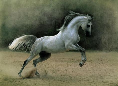 Arabian Horse Hd Wallpapers - easysitepictures