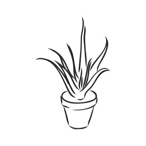Premium Vector | Indoor plant vector sketch on white background