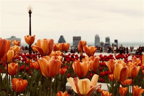 Orange Tulips HD Wallpapers - Top Free Orange Tulips HD Backgrounds ...