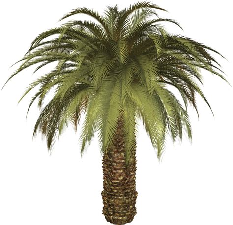 Palm Tree PNG Image - PurePNG | Free transparent CC0 PNG Image Library