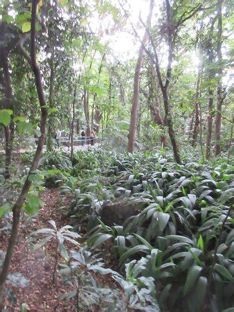 Jardin Botanico de Medellin - 2020 All You Need to Know BEFORE You Go (with Photos) - Tripadvisor