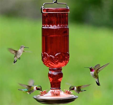 Pin on Hummingbird Feeder Discover Ideas