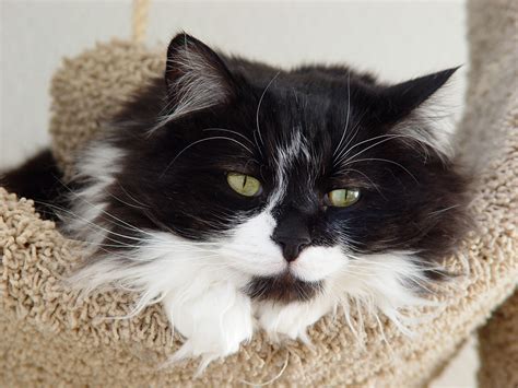 File:Tuxedo longhair cat - Spanky.jpg - Wikimedia Commons