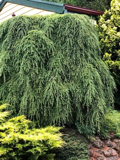 Weeping Hemlock ... Tsuga canadensis pendula ... Slow growing large shrub with accumulating ...