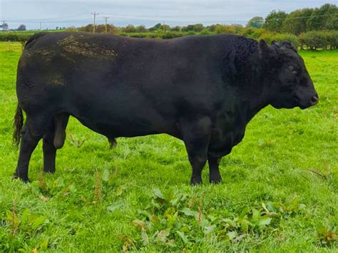 1 Pedigree Aberdeen Angus Breeding Bull | SellMyLivestock - The Online Livestock Marketplace