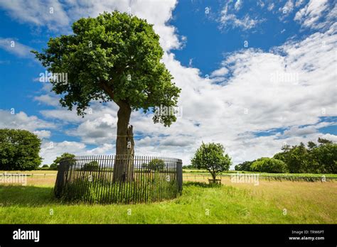 The Charles II “Son of Royal Oak” tree and its Grandson near Boscobel House, Shropshire, England ...