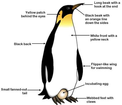 Features - Emperor Penguins