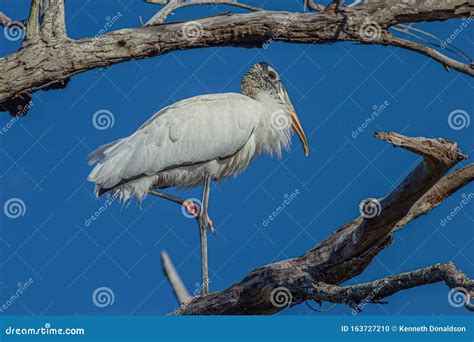 Wood Stork Yoga Pose in Tree at Fort DeSoto Park, Florida Stock Photo - Image of desoto, pose ...