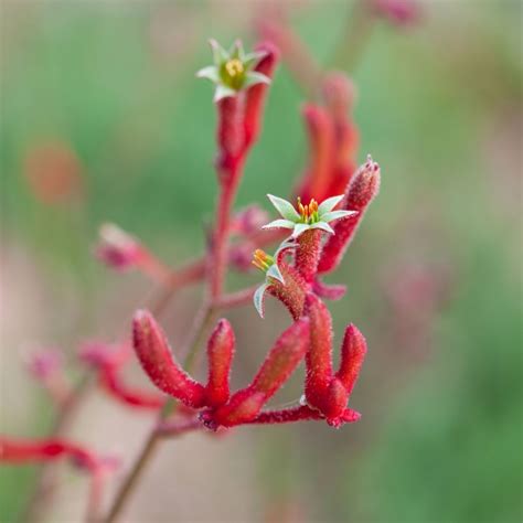 Kangaroo Paw- Red seeds | The Seed Collection