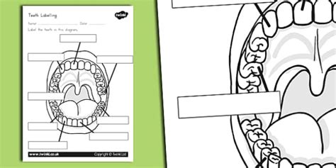 Teeth Labelling Worksheet (teacher made) - Twinkl