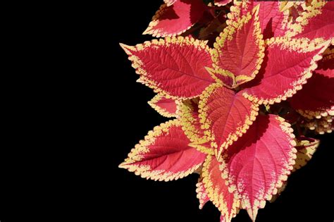 Coleus Annual Plants Foliage - Free photo on Pixabay - Pixabay