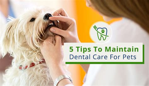 5 Tips To Maintain Dental Care For Pets - DiscountPetCare