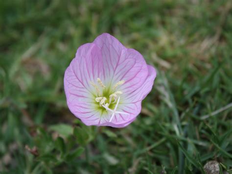 Our Life in Photos ~ by Ginisology: Unknown backyard weed/flower