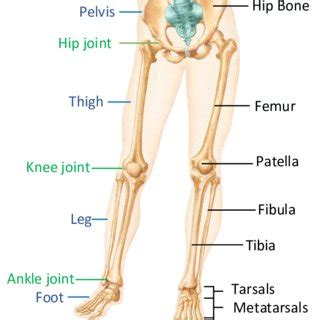 Anatomy of the lower limb [18]. | Download Scientific Diagram