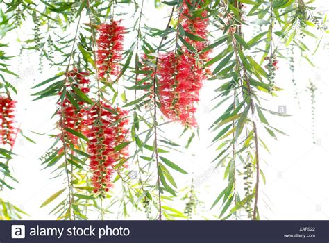 Bottle Brush Tree High Resolution Stock Photography and Images - Alamy