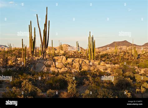 Mexico Desert Landscape Cactus High Resolution Stock Photography and Images - Alamy