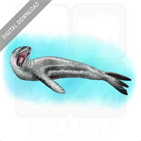 Stock Art Drawing of a Leopard Seal - inkart