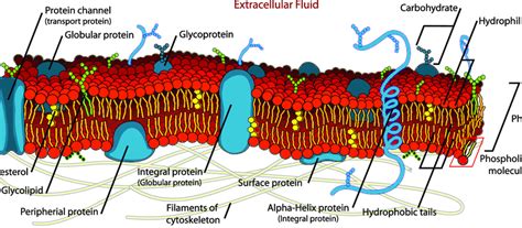 1: The lipid bilayer consists of a polar hydrophilic phosphate head ...