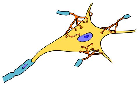 Neuron Picture - ClipArt Best