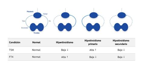 Guía de las pruebas de hormonas tiroideas TSH, T4 y T3 – ReactLab