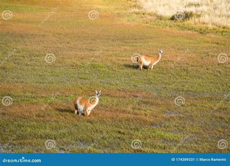 Guanacos in the Landscape of the Torres Del Paine Mountains, Torres Del Paine National Park ...